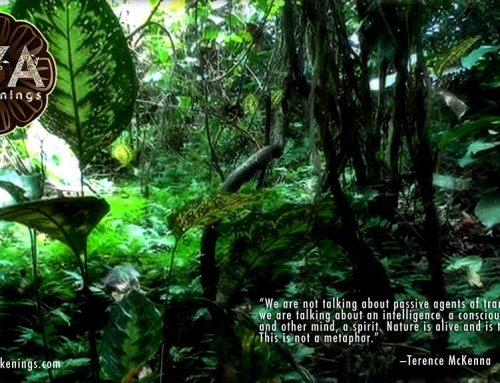 Is ayahuasca tourism the gateway to a deeper relationship with nature?