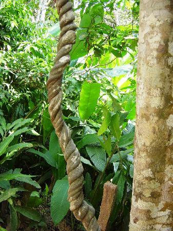 ayahuasca-vine